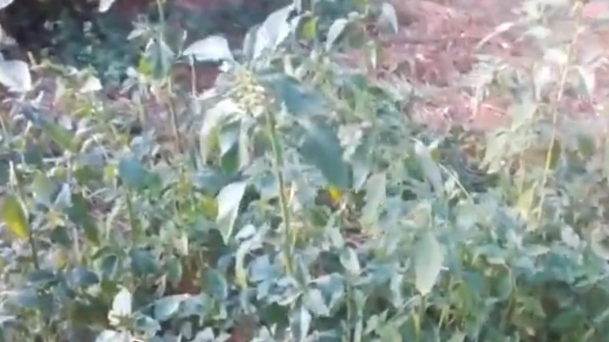 buruiana din romania care ne vindeca de cele mai crunte boli sigur nu te gandeai la asta