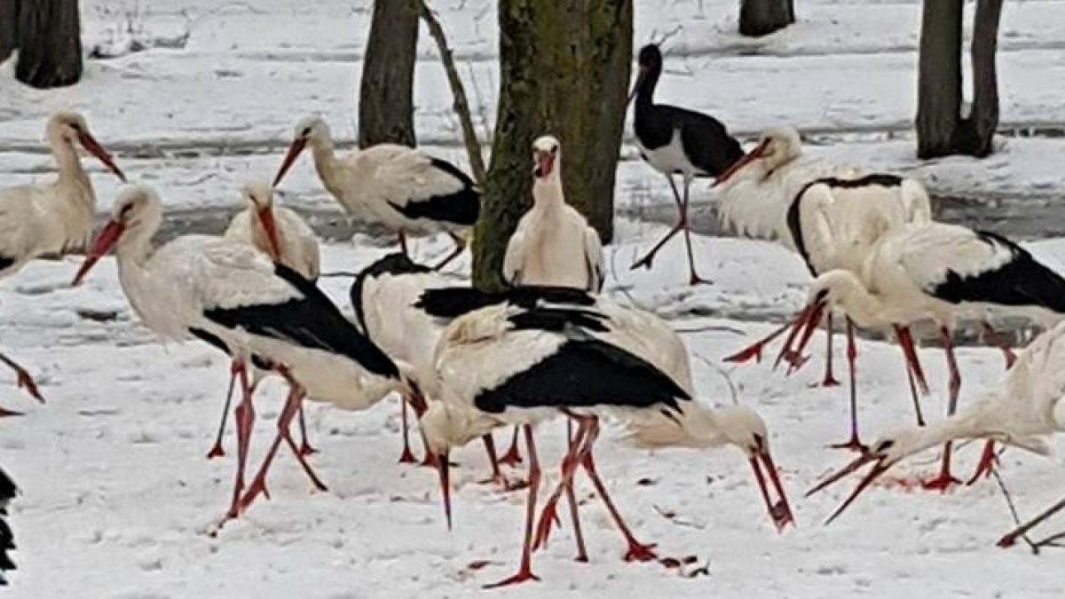 s au dus sa hraneasca berzele de pe marginea drumului cand s au uitat mai bine in stol au remarcat