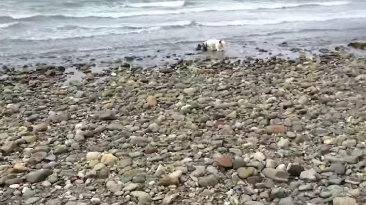 se plimba pe plaja cu cainele sau cand acesta a luat o la fuga si s a dus inspre apa nu intelegea