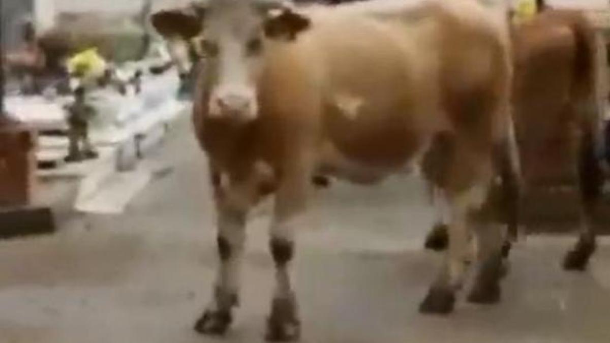 acestea sunt vacile sacre din italia de ce nu s a atins nimeni de ele vreme de 40 de ani