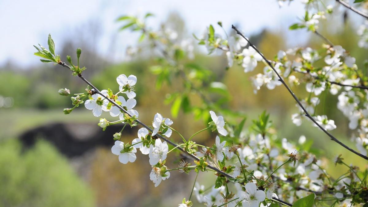 prognoza meteo la cat ajung temperaturile in acest weekend