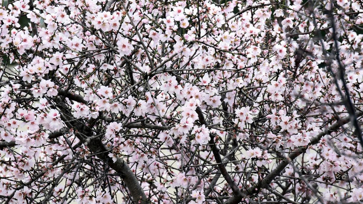 traditii de florii ce semnificatie are duminica floriilor