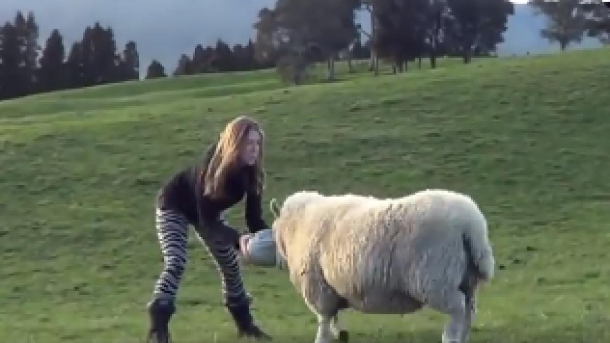 cel mai priceput sportiv este o oaie i a dat lectii de fotbal stapanei sale video