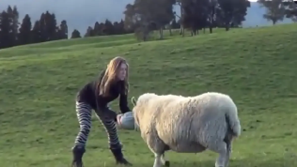 cel mai priceput sportiv este o oaie i a dat lectii de fotbal stapanei sale video