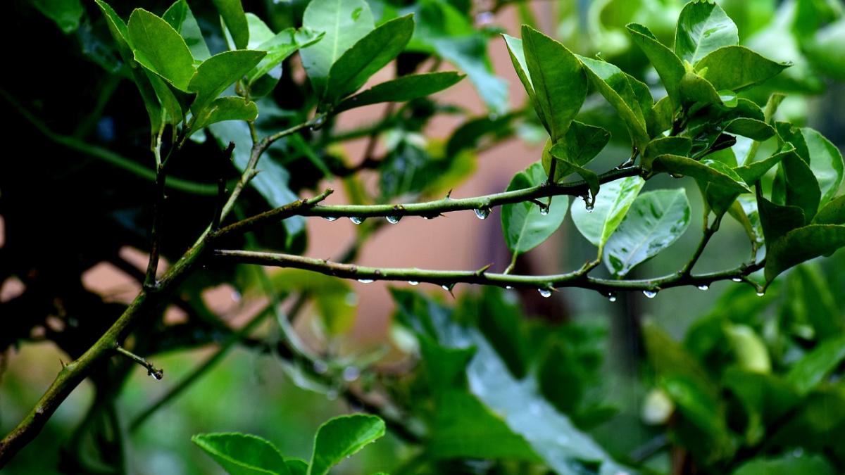 florii 2018 cod galben de vant si ploi abundente cum va fi vremea de florii