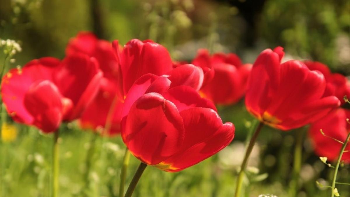 florii 2018 numele surprinzatoare care sunt sarbatorite de florii aproape 1 5 milioane de romani