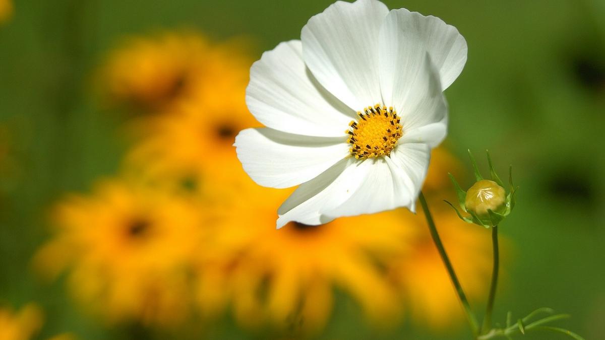 mesaje de florii 2018 cele mai istete mesaje de florii 2018