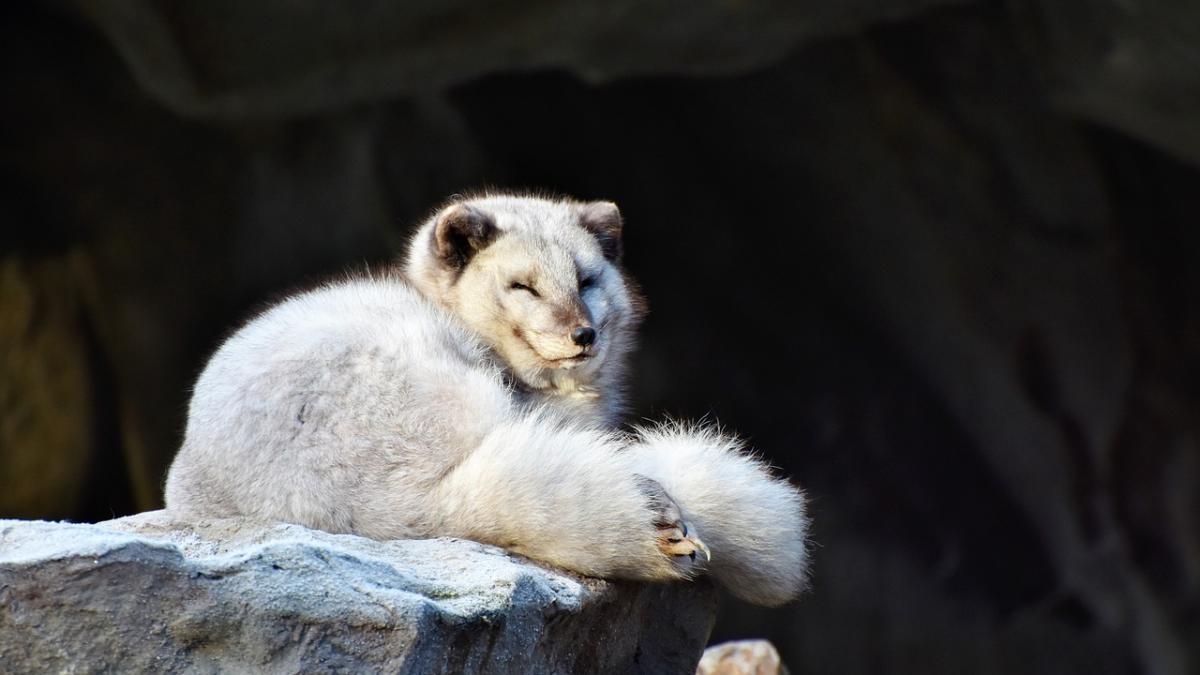 casa de moda versace nu va mai folosi blana naturala