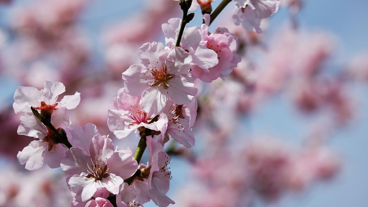 de ce 1 aprilie e ziua pacalelilor