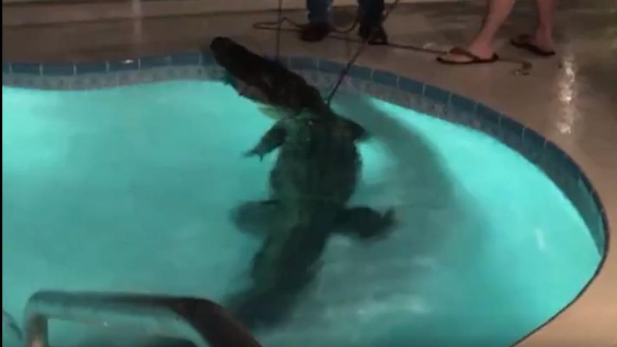 dormeau linistiti cand de odata au auzit un zgomot in curte au inghetat cand au vazut cine se afla