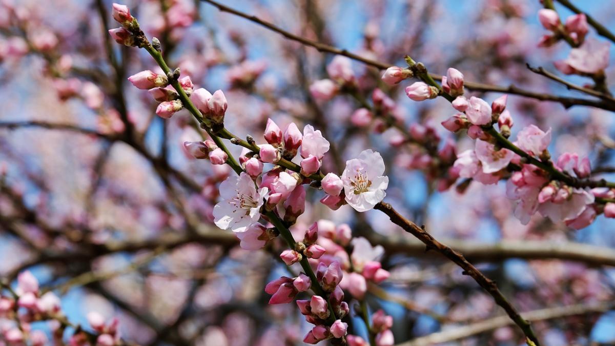 mesaje de florii cele mai inspirate mesaje de florii pe care sa le trimiti persoanei iubite