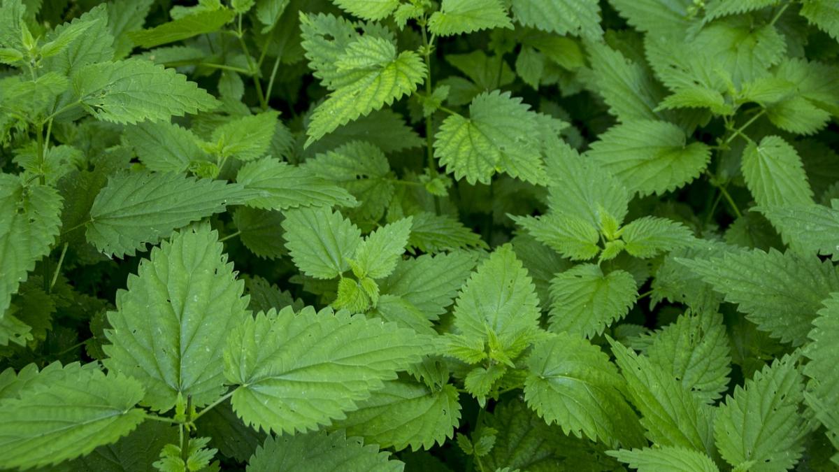 acestea sunt cele doua alimente interzise in saptamana mare e mare pacat daca le consumati