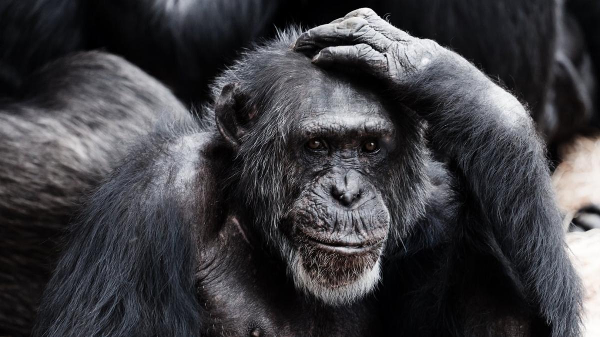 caz incredibil un copil a fost rapit de o maimuta sub privirile disperate ale mamei sale