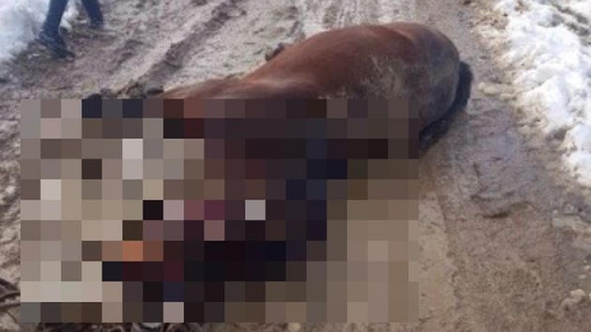 imagini dramatice surprinse intr un sat din vrancea doi cai au fost electrocutati