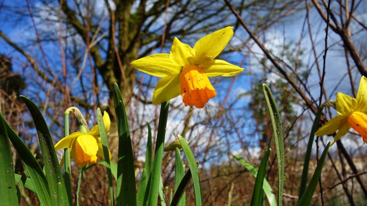 prognoza meteo pentru urmatoarele doua saptamani cum va fi vremea de paste