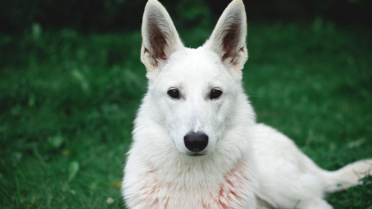 trupul neinsufletit al unui roman mort in italia indicat de catelul acestuia cum a alertat