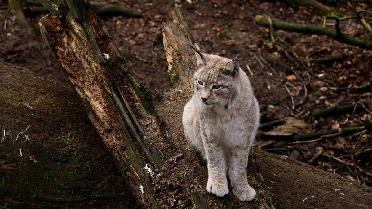 angajatii unei institutii publice numara pisici
