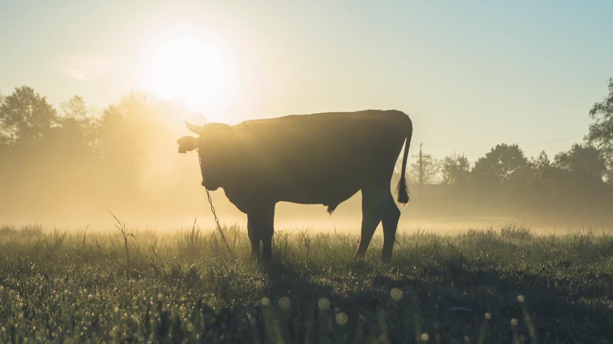 incident dramatic in spania un barbat a fost ucis de un taur in timpul unui festival