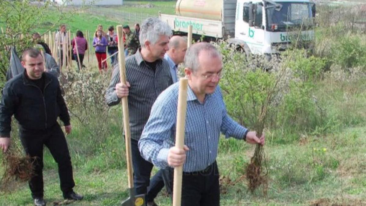 padurea clujenilor s a uscat 60 000 de puieti au fost plantati degeaba de primaria orasului cluj
