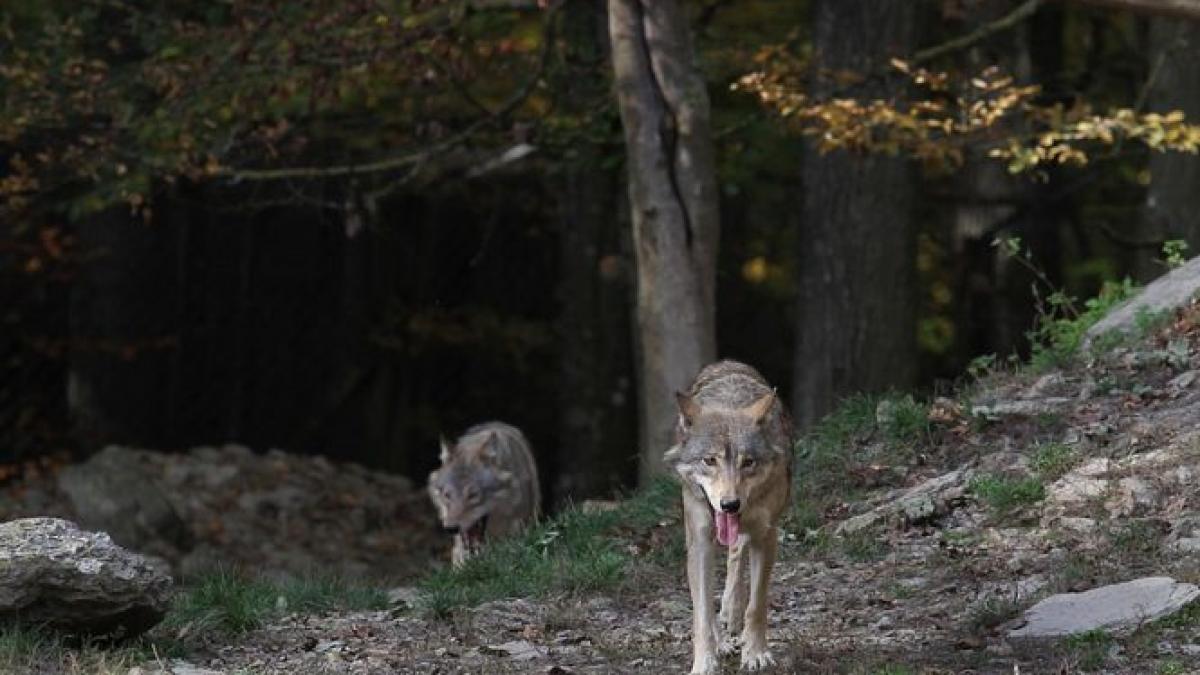 a fost crescut de lupi in muntii din spania avea 19 ani cand garda civila l a salvat din salbaticie