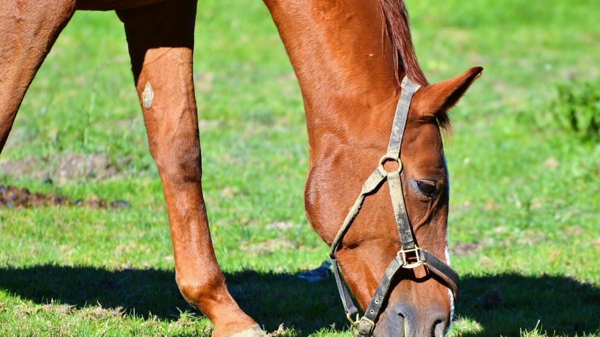 copil omorat de cal in judetul constanta