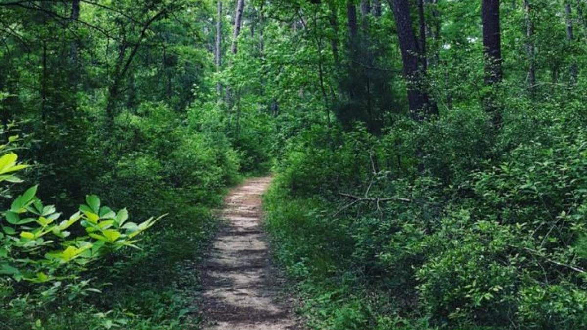 descoperire macabra in parcul ior din cartierul bucurestean titan