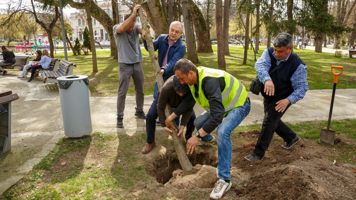 emil boc a fost surprins lucrand cu muncitorii din oras primarul clujului a plantat copaci intr un