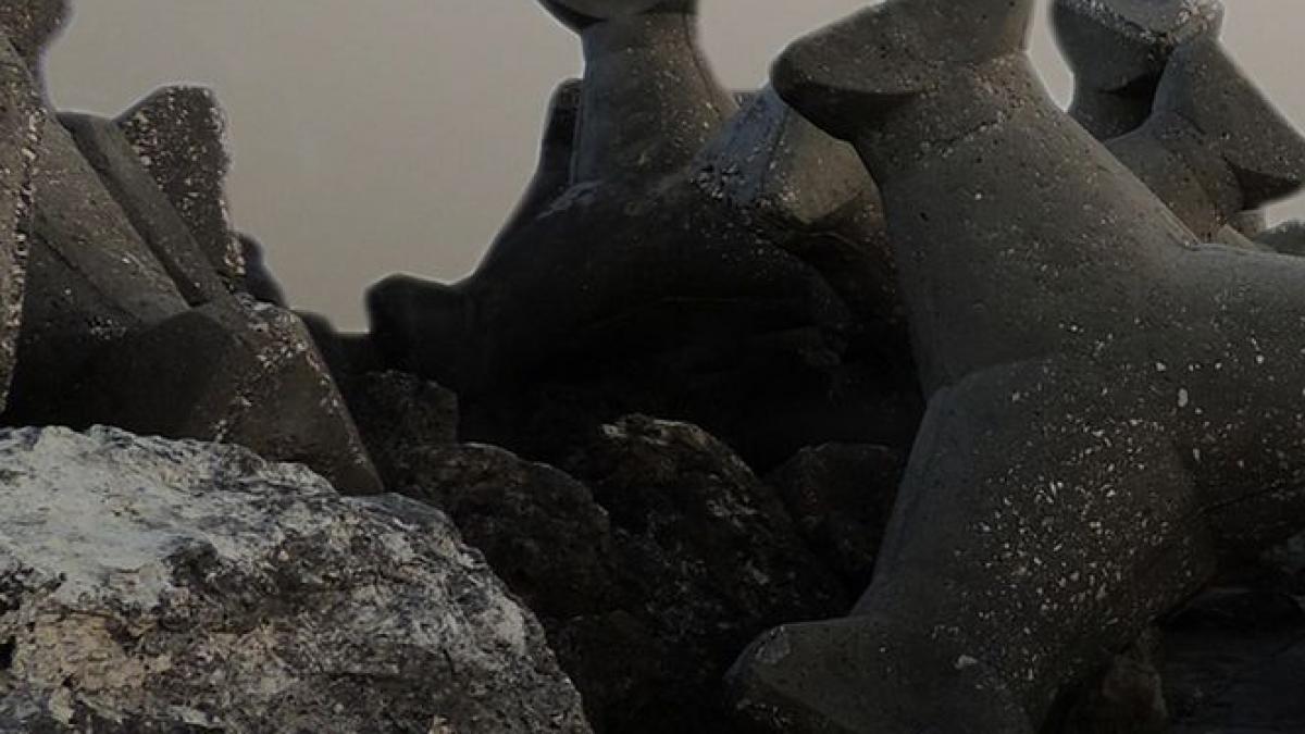 un pui de delfin a fost gasit mort pe digul de la eforie sud