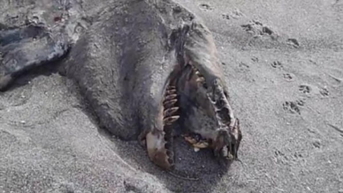 au gasit un monstru marin pe o plaja cand i au taiat burta s au ingrozit ce inghitise creatura