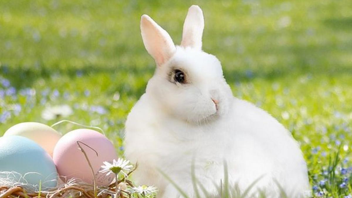 mesaje de paste cele mai frumoase mesaje de paste