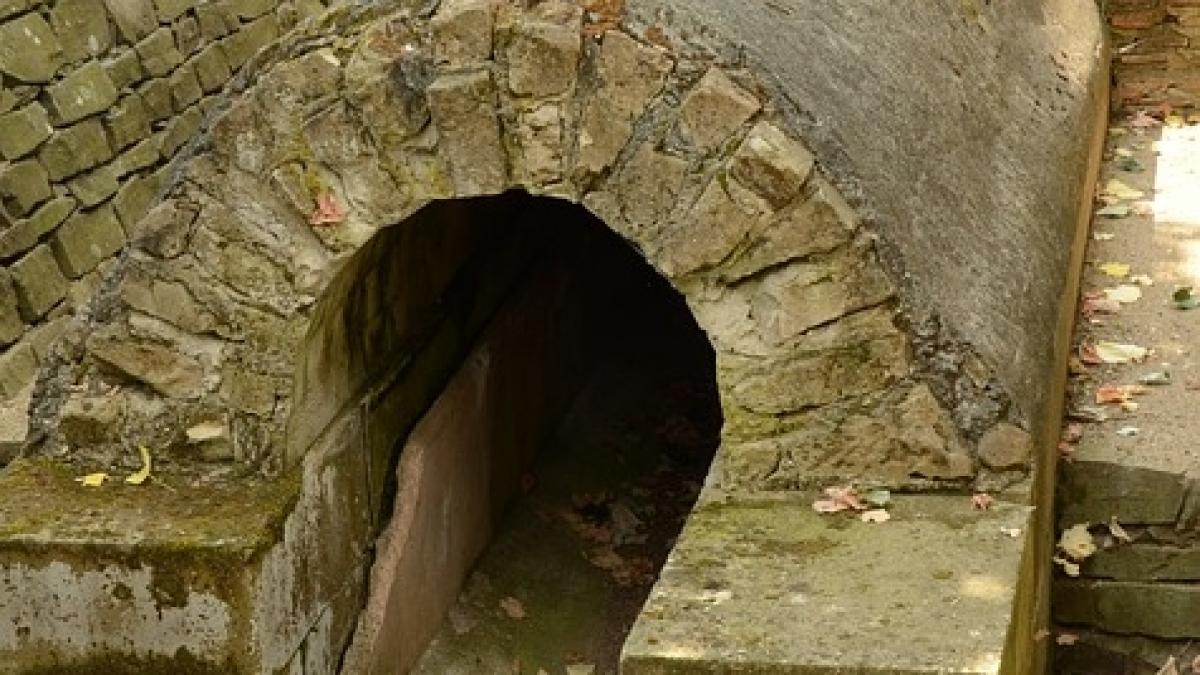 isi plimba cainele cand animalul a luat o la fuga cateva minute mai tarziu acesta a inceput sa