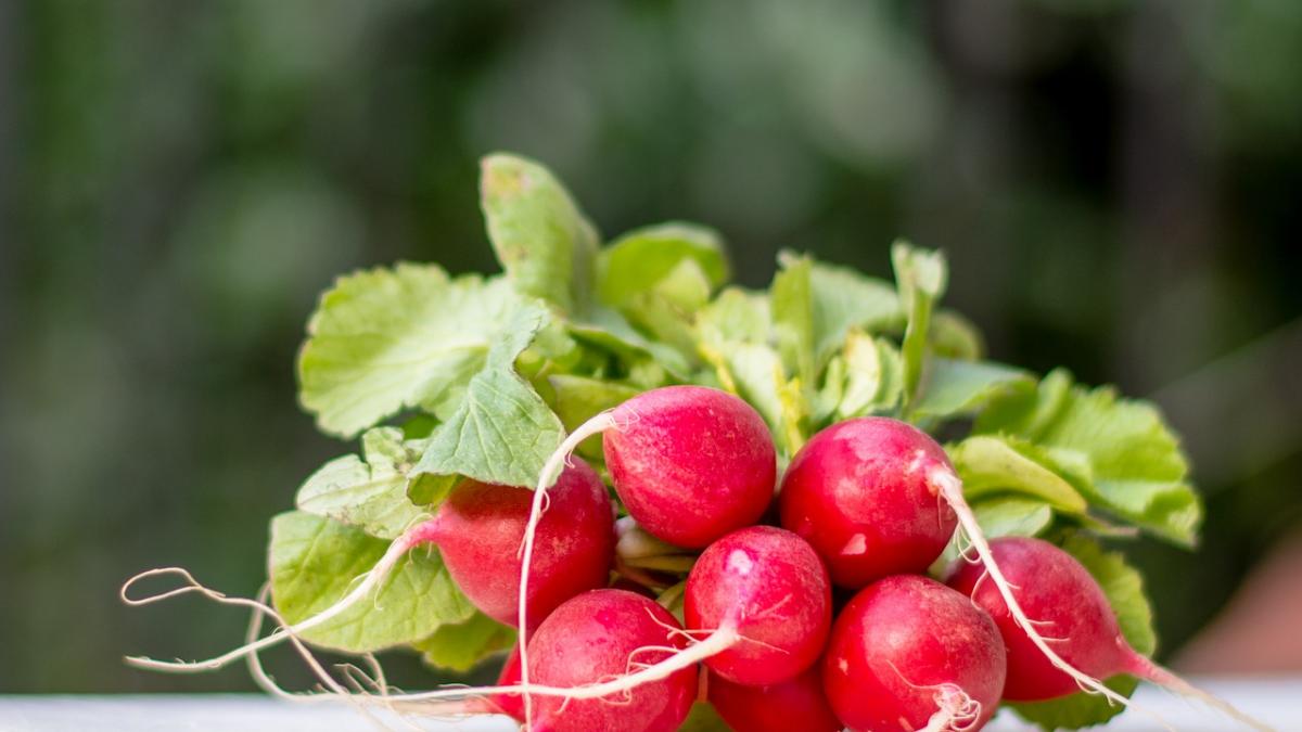 cumpara mereu ridichile cu frunze iata de ce este bine pentru sanatate
