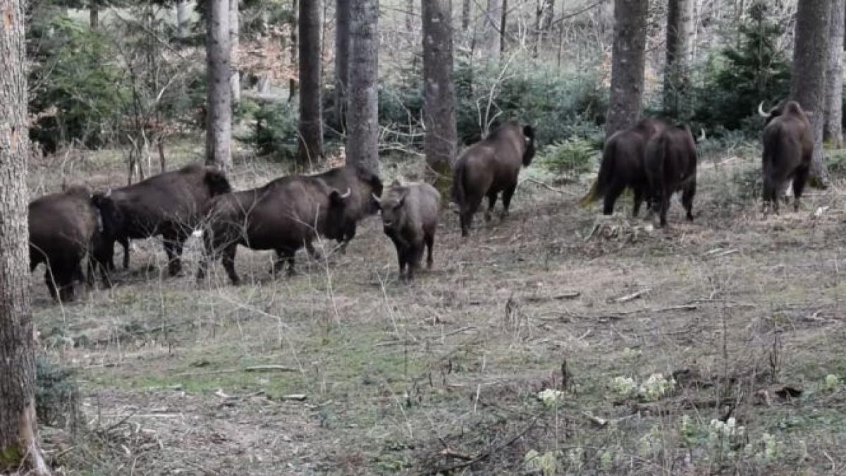 imagini superbe cu o turma de zimbri intr un parc natural din romania video
