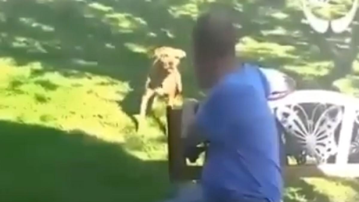 revedere spectaculoasa intre un catel si stapanul sau incredibil cum a reactionat patrupedul in