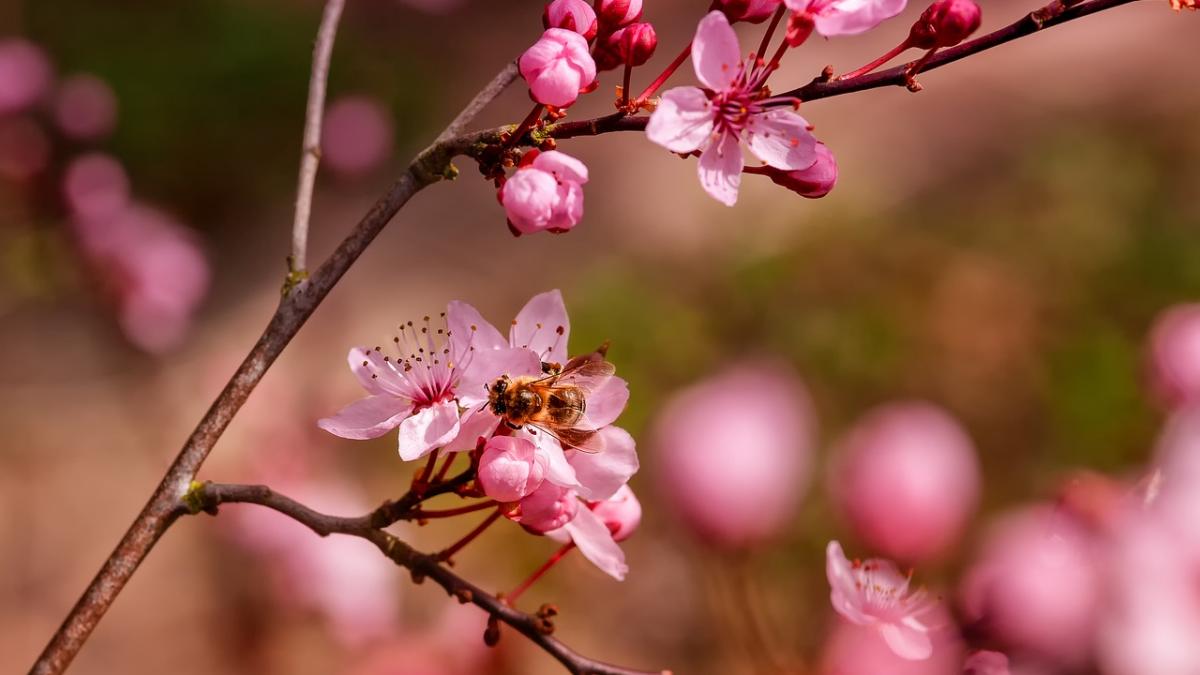 vremea va fi deosebit de calda prognoza meteo pentru zilele urmatoare