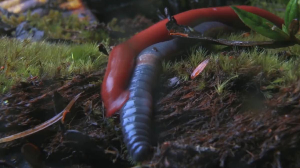 cat rezisti sa privesti momentul in care un vierme gigant este inghitit de viu de o lipitoare