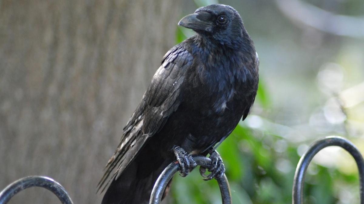 un corb a aterizat langa el apoi bizar pasarea a inceput sa vorbeasca si i a spus asta