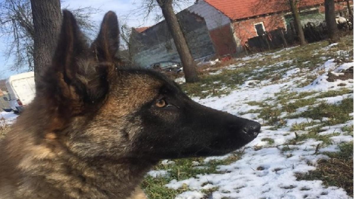 imagini socante caine de rasa ucis cu salbaticie de doi tineri