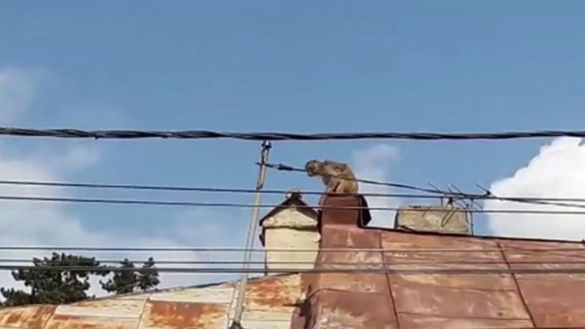 maimuta evadata de la gradina zoologica din piata neamt a fost prinsa