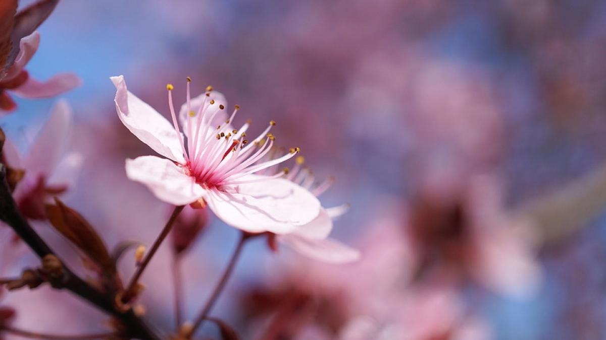 temperaturi extrem de ridicate pentru urmatoarele zile in romania