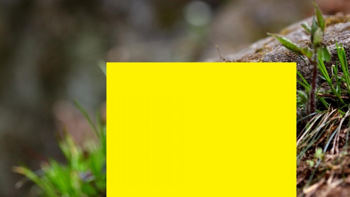 video o reptila extrem de agresiva care pare de pe alt continent filmata in romania