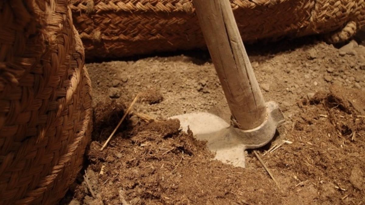 descoperire socanta facuta de un barbat din dambovita in timp ce sapa in curte