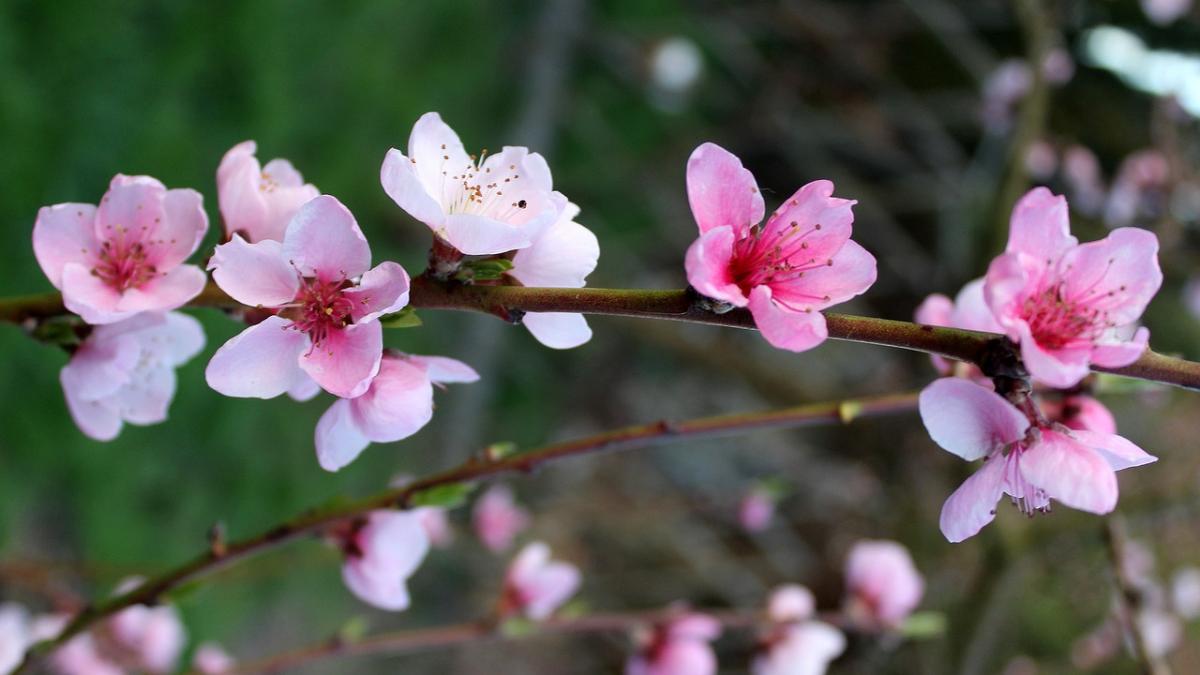 meteo cum va fi vremea in oltenia in urmatoarele doua saptamani