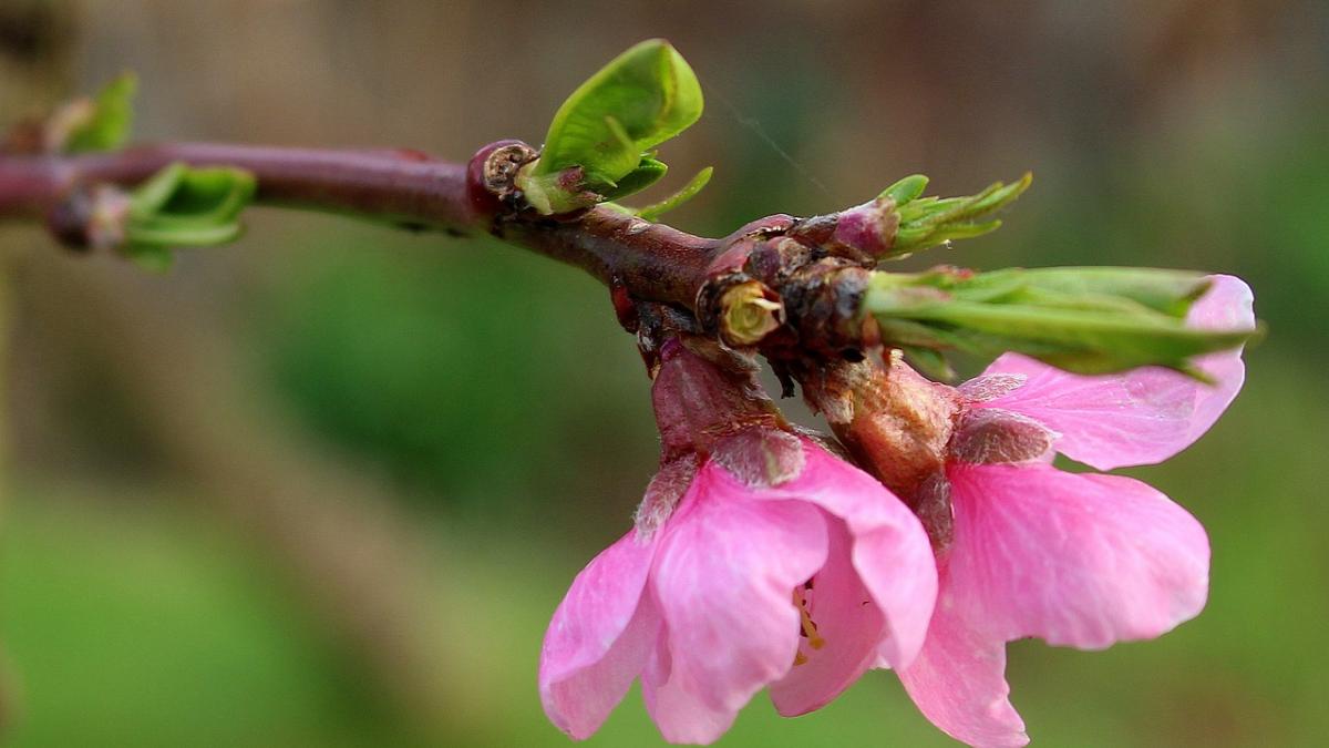 meteo in dobrogea pentru urmatoarele doua saptamani