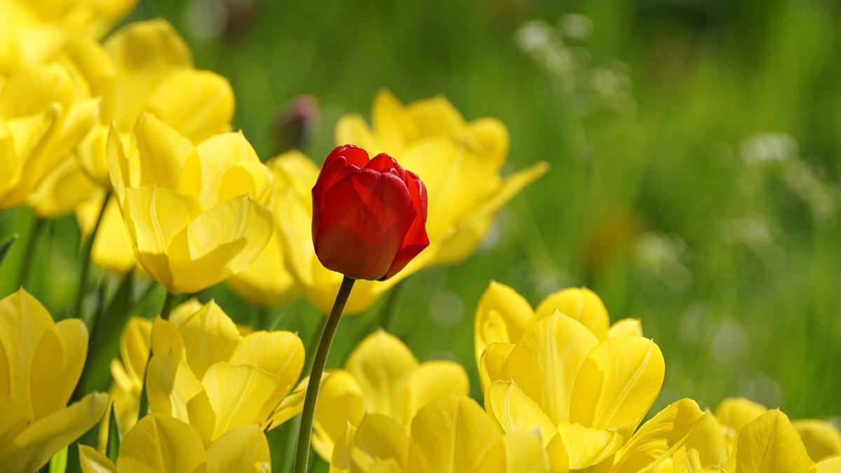 meteo vremea in muntenia pe urmatoarele doua saptamani