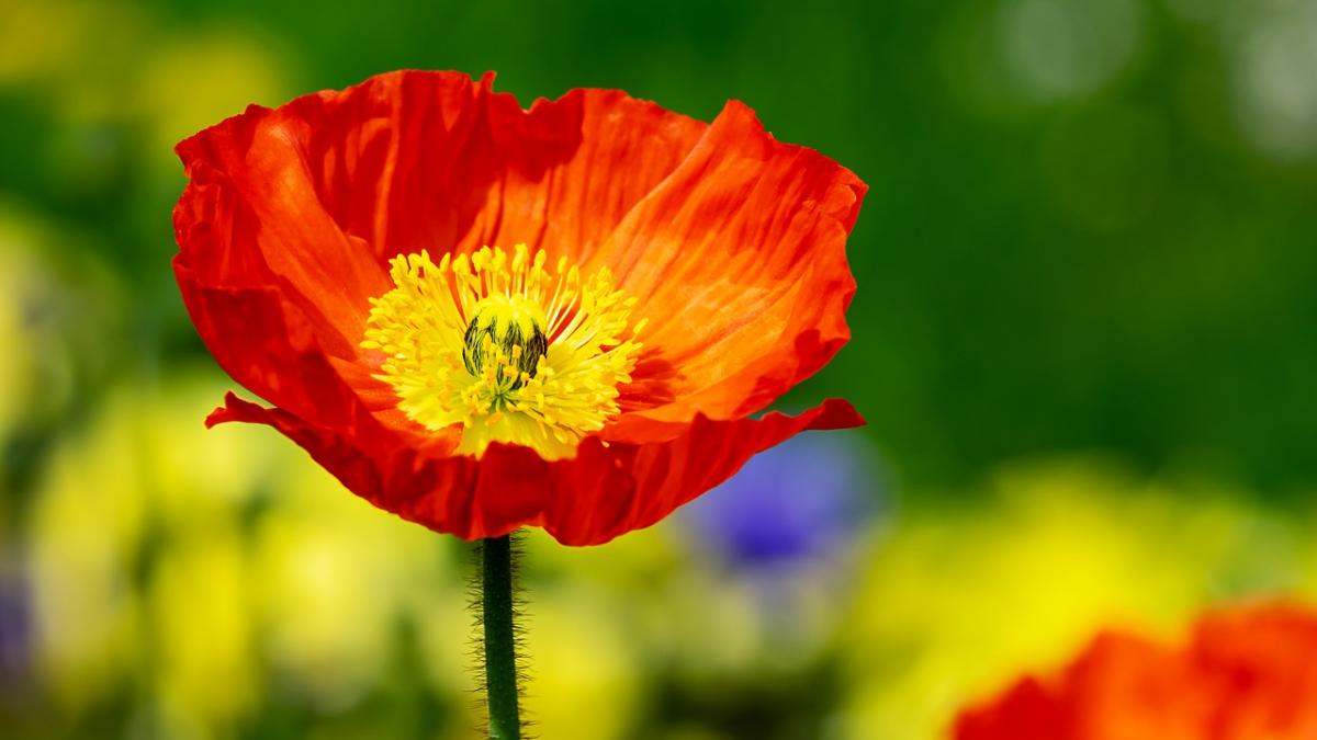 vremea in crisana pe urmatoarele doua saptamani