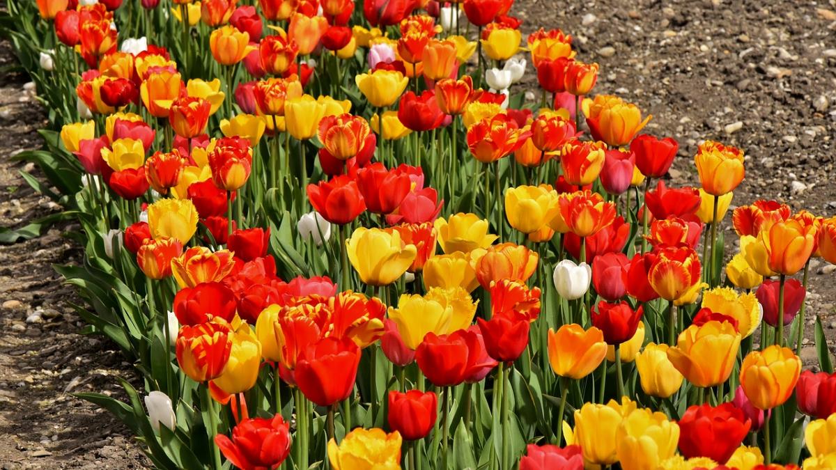 vremea in maramures pe urmatoarele doua saptamani