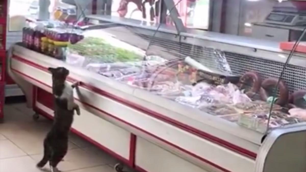 in fiecare zi o pisica intra in acest magazin si se aseaza cuminte in fata vitrinei este incredibil