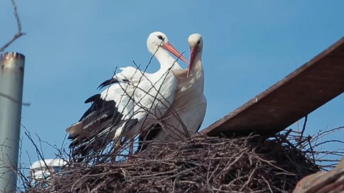 o poveste neobisnuita de iubire de 16 ani o barza zboara 14 000 de kilometri ca sa isi intalneasca