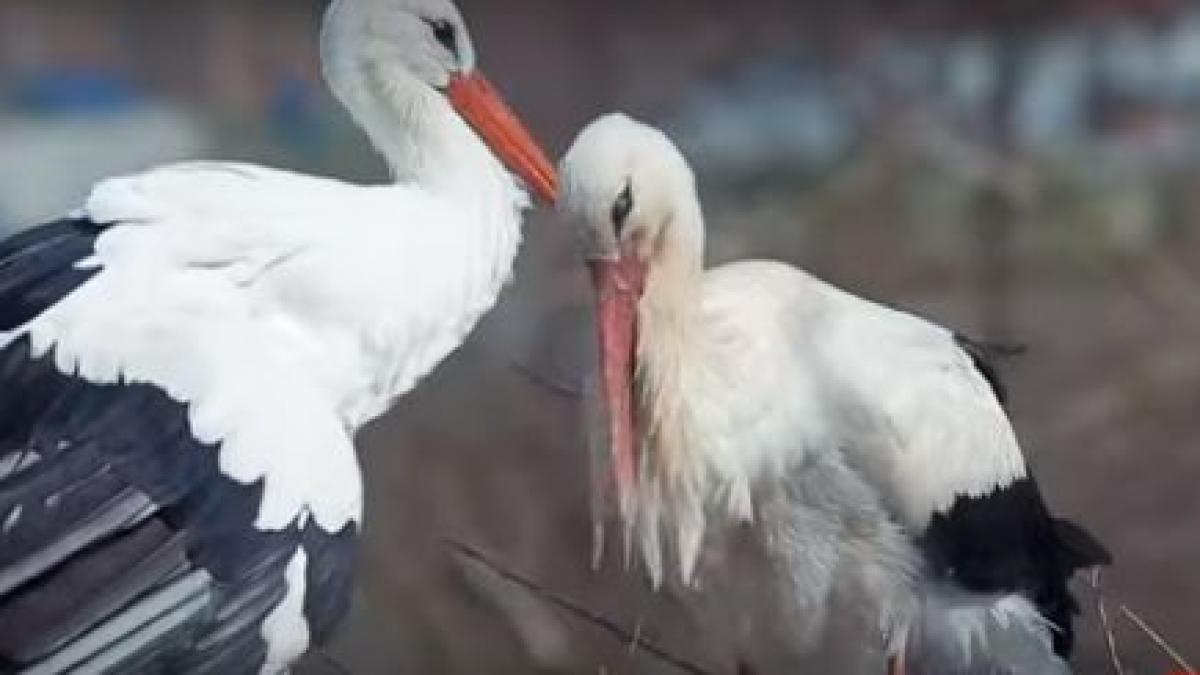 povestea impresionanta de iubire dintre doua berze zboara anual mii de kilometri pentru a si vedea